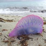 Portuguese Man O' War or Bluebottle jellyfish