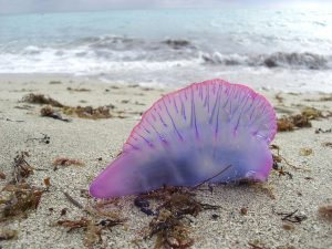 Portuguese Man O' War or Bluebottle jellyfish