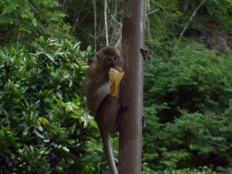 Macaque eating on a tree in Southern Thailand