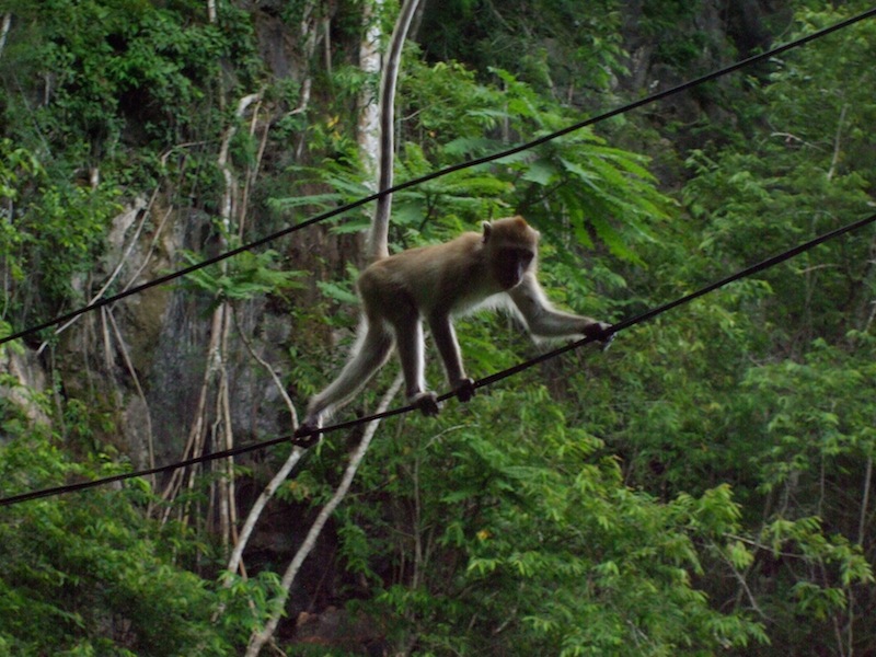Macaque walking on a High-voltage cable