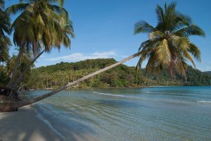 Palm trees in Koh Kood Island, Thailand.