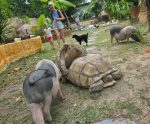 Samui exotic park is a magical place where the animals are free to roam offering unique interactions for both children and adults.