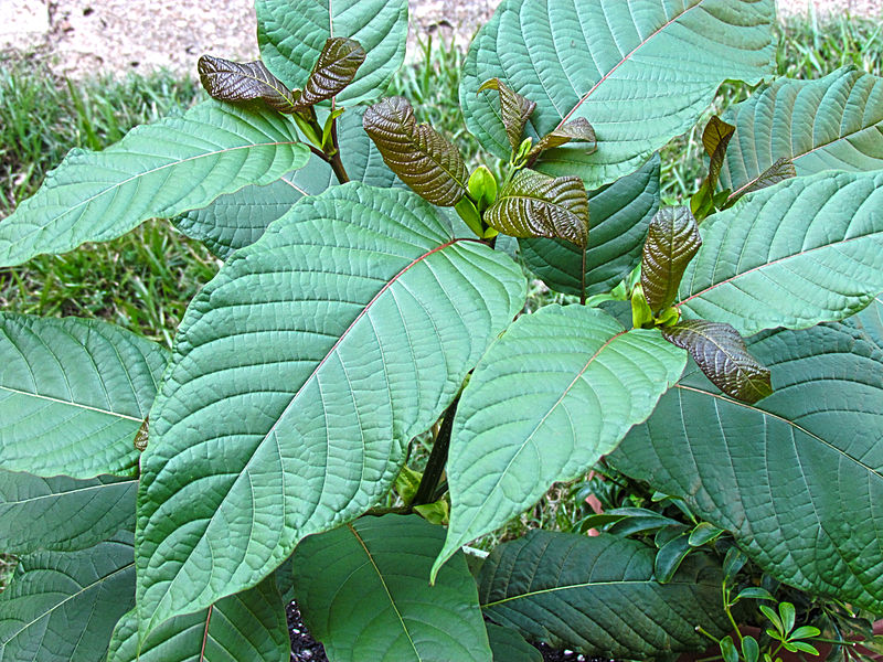 Mitragyna Speciosa tree commonly known as Kratom or Krathom