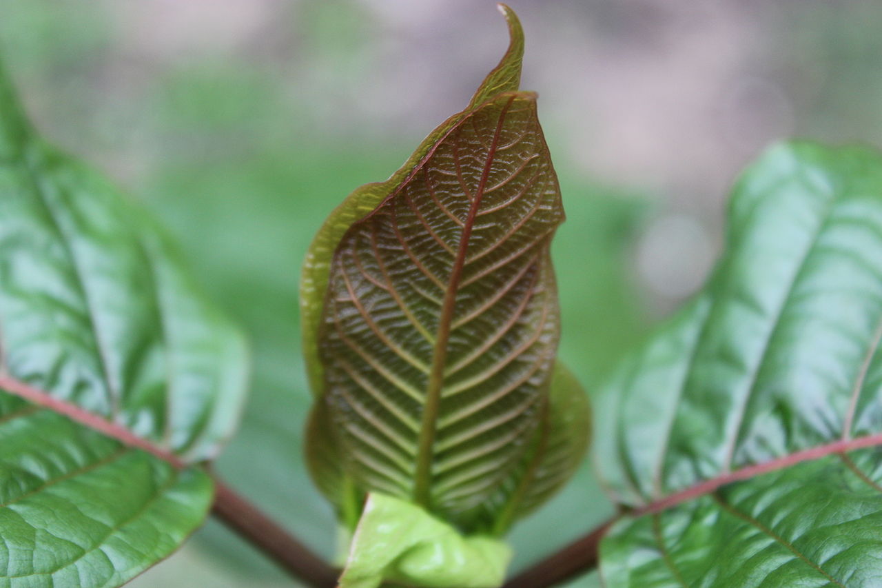 Kratom leaf.