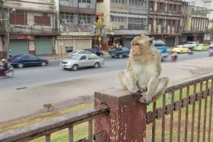 Monkey near a road in Lopburi