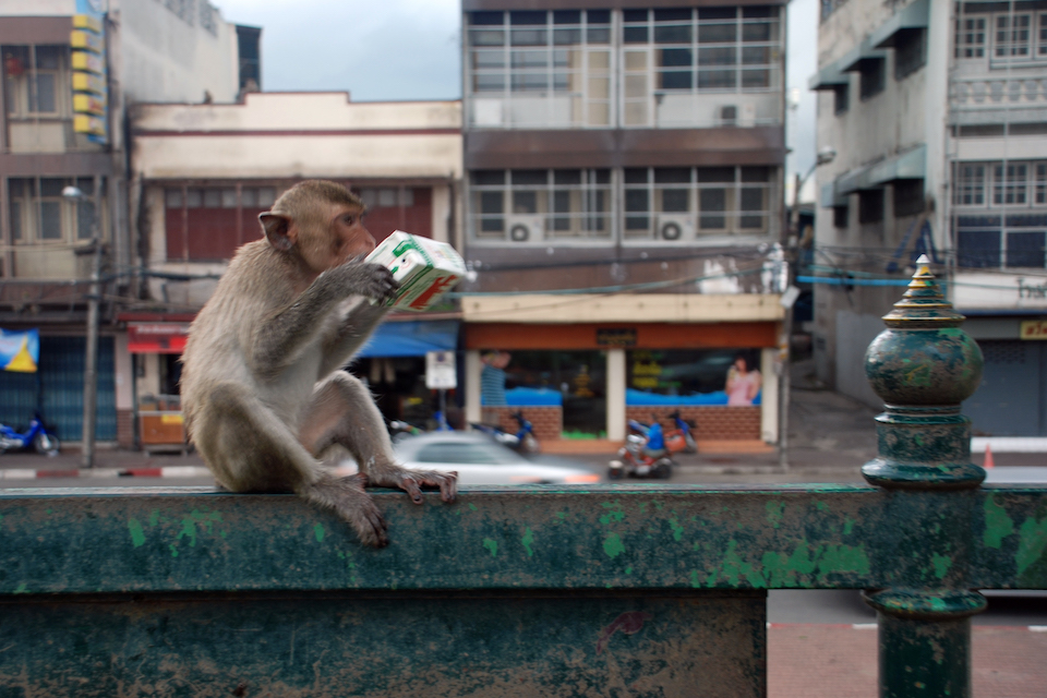 Macaque with a juice carton on a fence in Lopburi