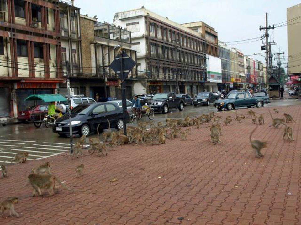 Lopburi, the city of monkeys
