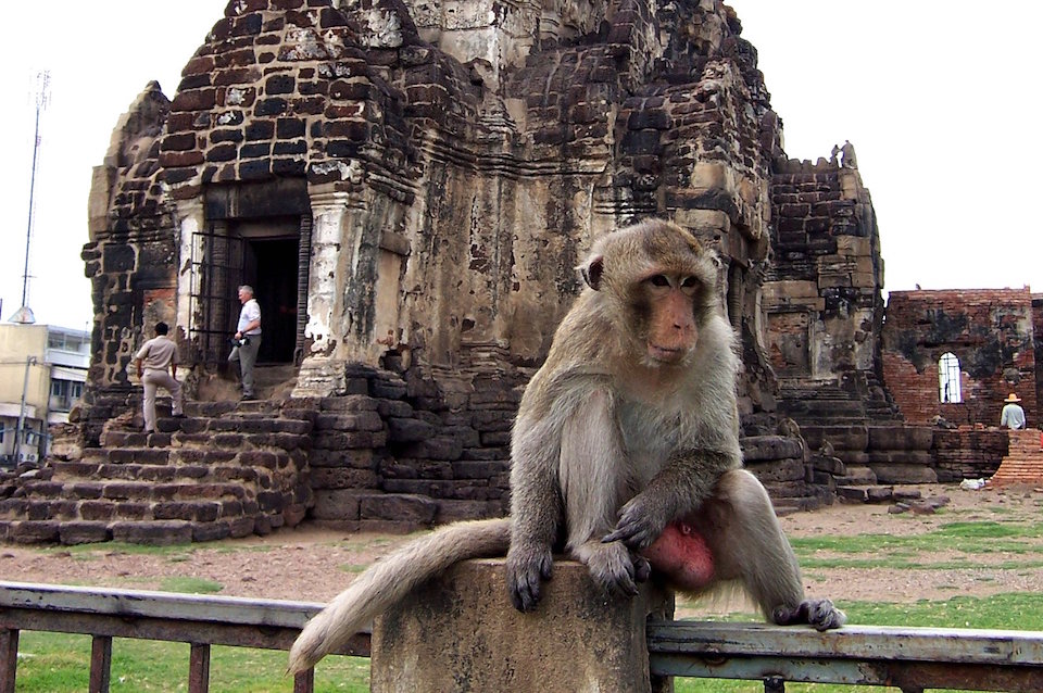 Monkey Hanging Out in Lopburi.