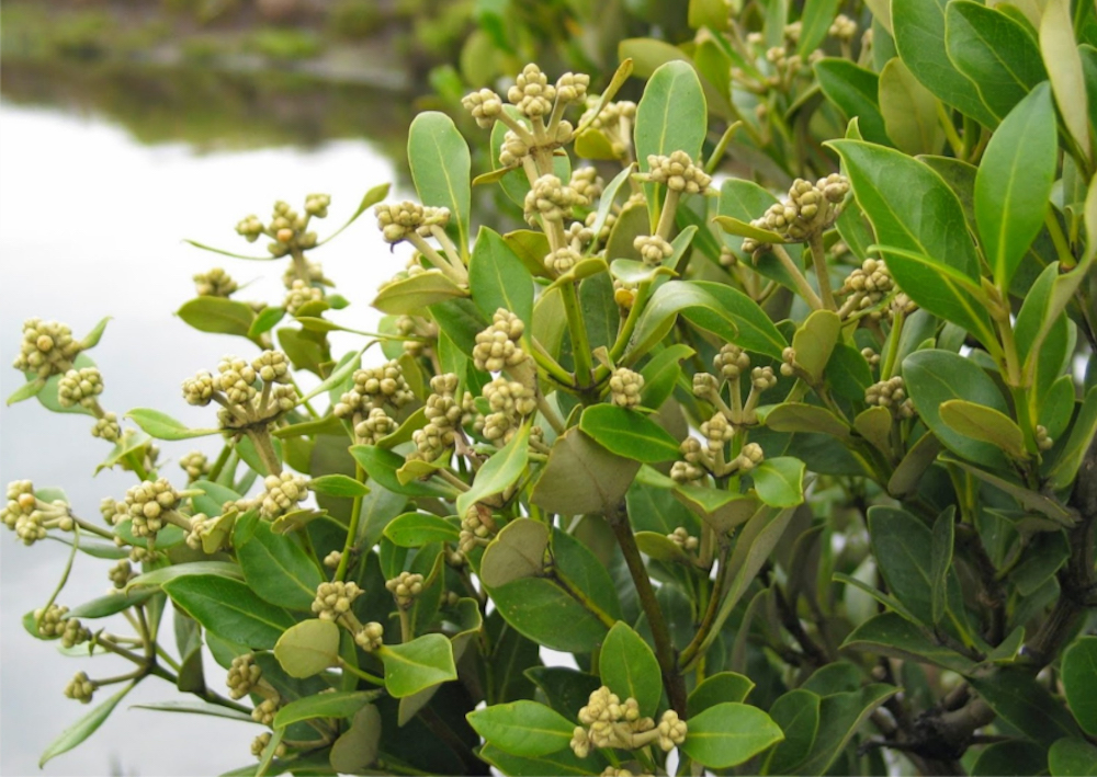 The Mangrove–Tree (Samae–Talay) extract treatment for hair loss and baldness problem
