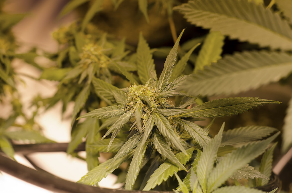 Legal marijuana grow in Colorado