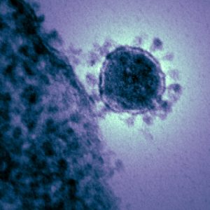 The Middle East respiratory syndrome-related coronavirus (MERS-CoV) that emerged in 2012