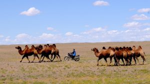 Mongolia Desert