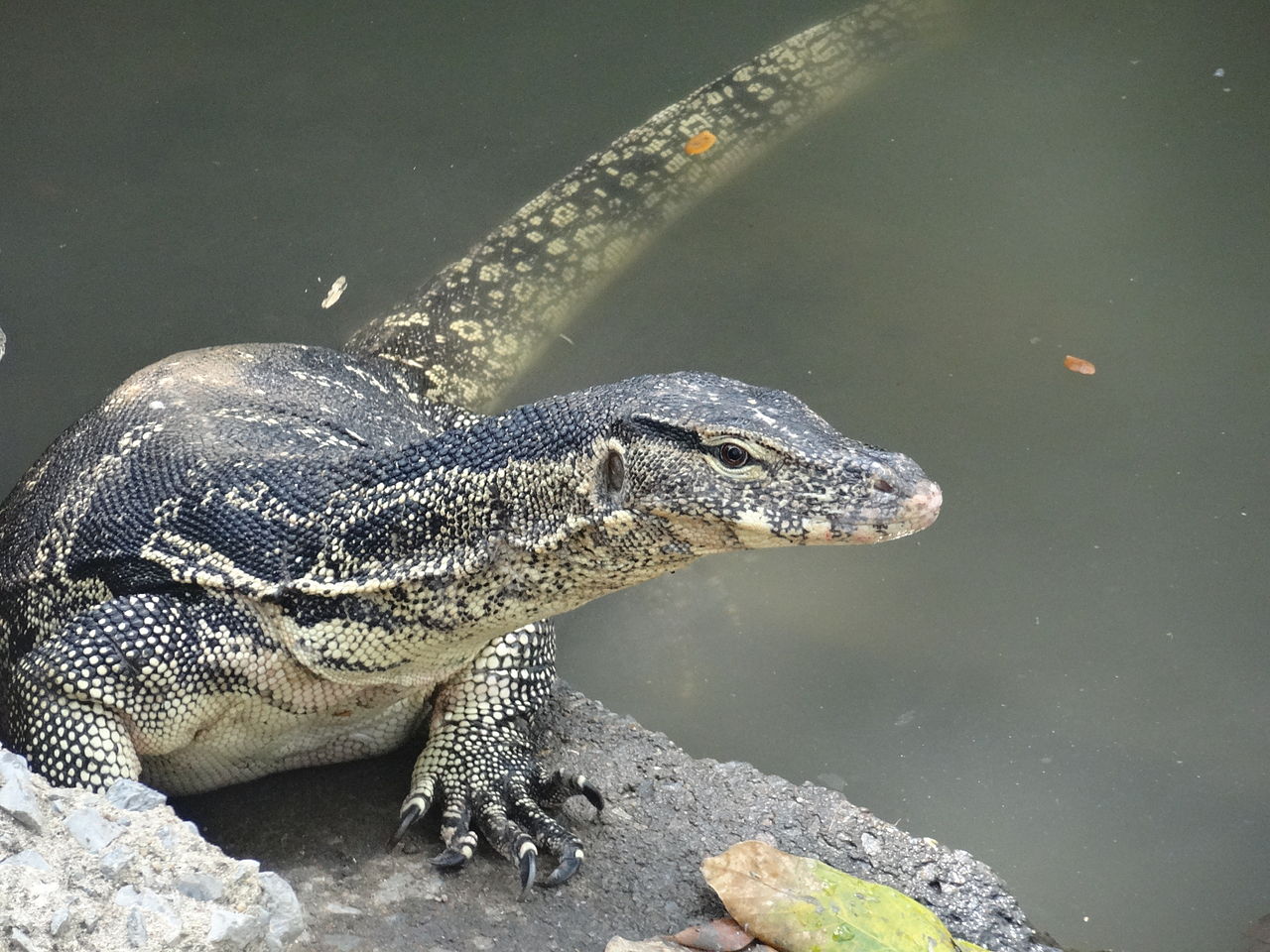 Monitor lizard found in Lumpini Park in Bangkok, Thailand