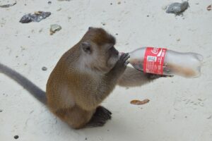 A monkey holding and drinking from a Coke bottle.
