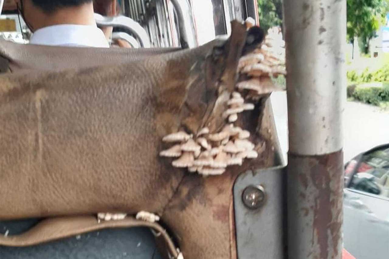 Mushrooms growing on the seat of a bus in Bangkok