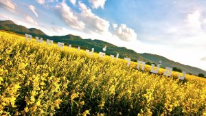 Suwan Farm in Pak Chong district, Nakhon Ratchasima