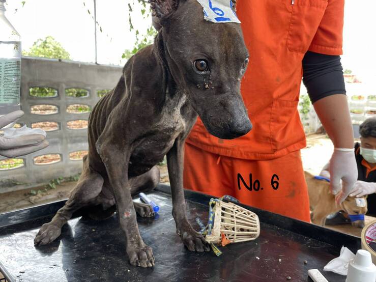 One of the severely malnourished dogs