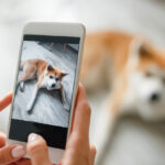 Woman hands holds a smartphone and takes a picture of dog.