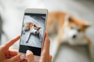 Woman hands holds a smartphone and takes a picture of dog.