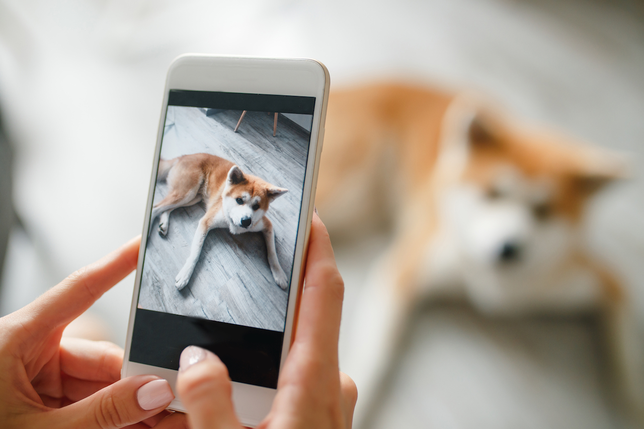 Woman hands holds a smartphone and takes a picture of dog.