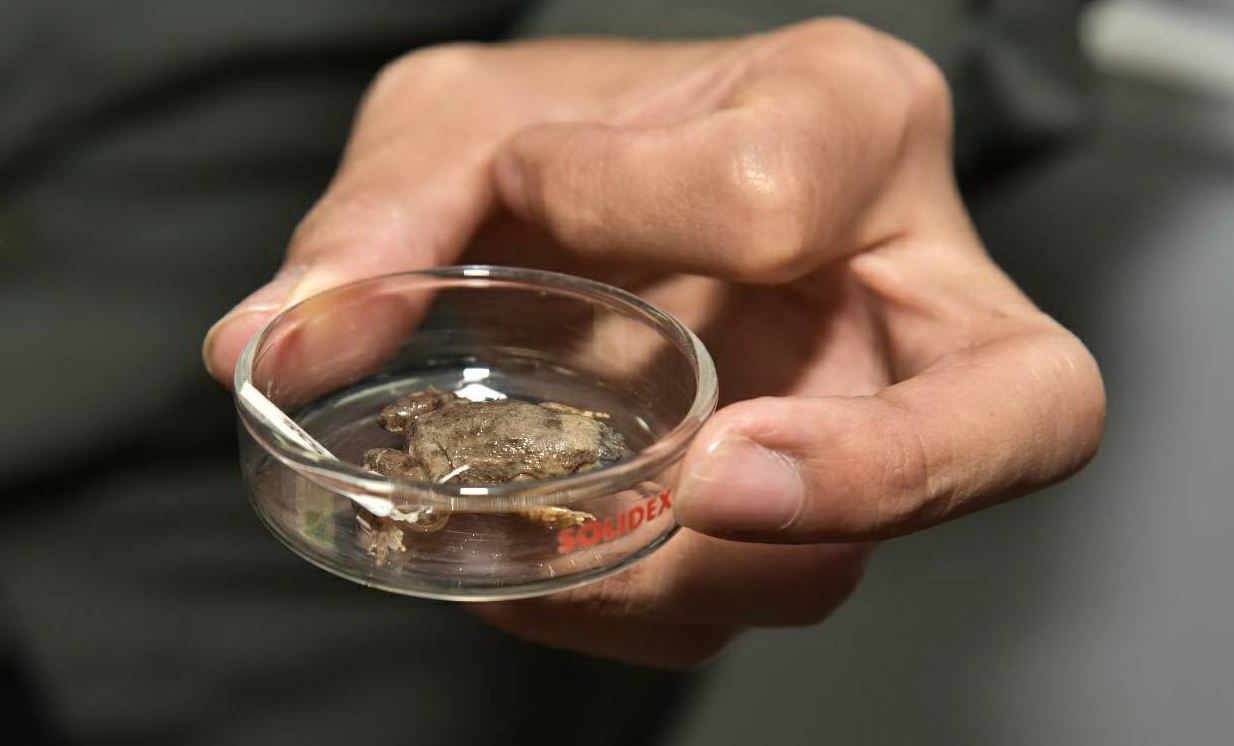 Phrynoglossus myanhessei frog