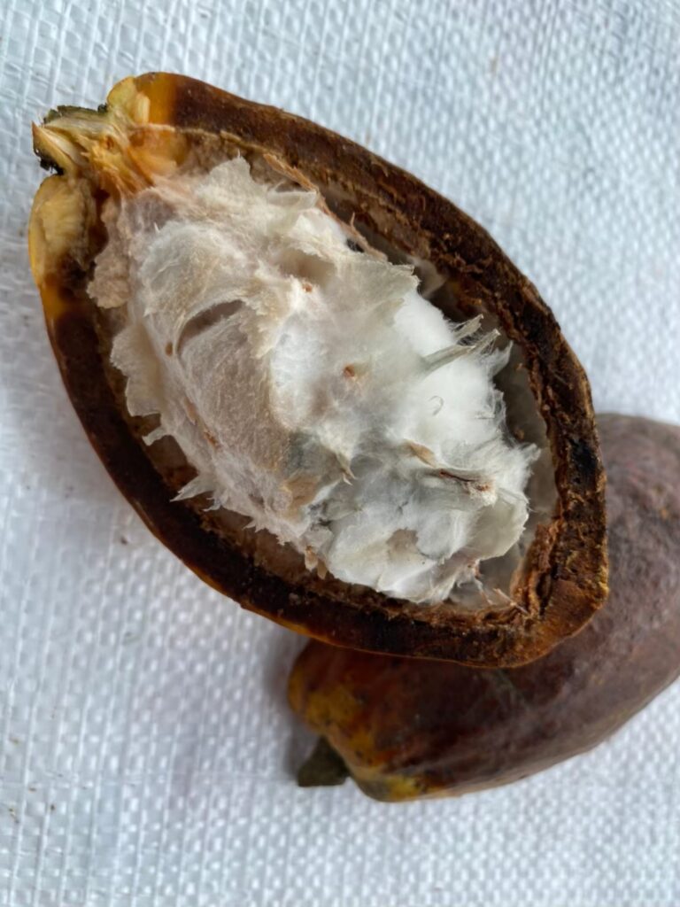 Pods stored for a long time after harvesting worsen in quality.