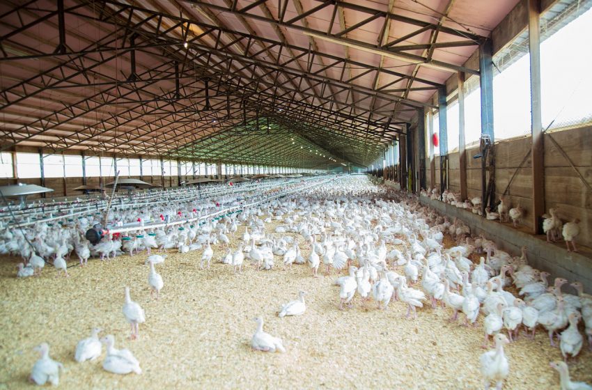 Poultry Chicken farm