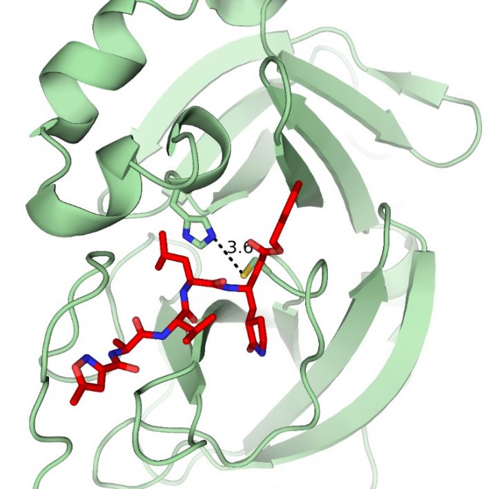 Image shows the prevention of proteolysis by the Covid–19 protease inhibitors in the Chinese study (red).