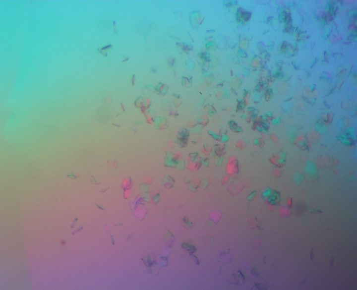 SARS–CoV–2 main protease crystals under polarized light