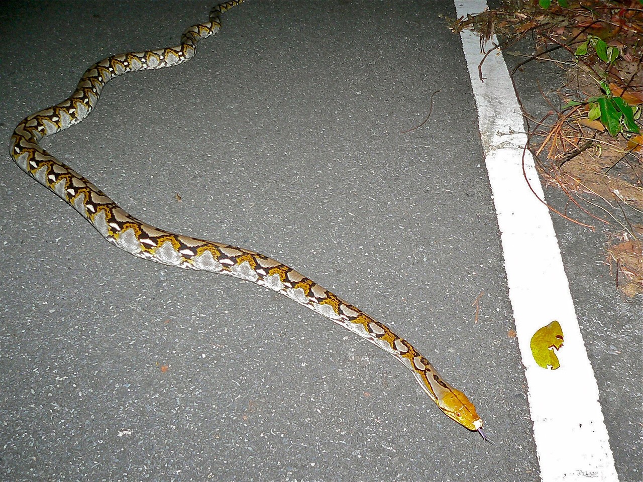 Reticulated Python (Broghammerus reticulatus) in Khao Yai.