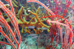 Red coral in Koh Tao
