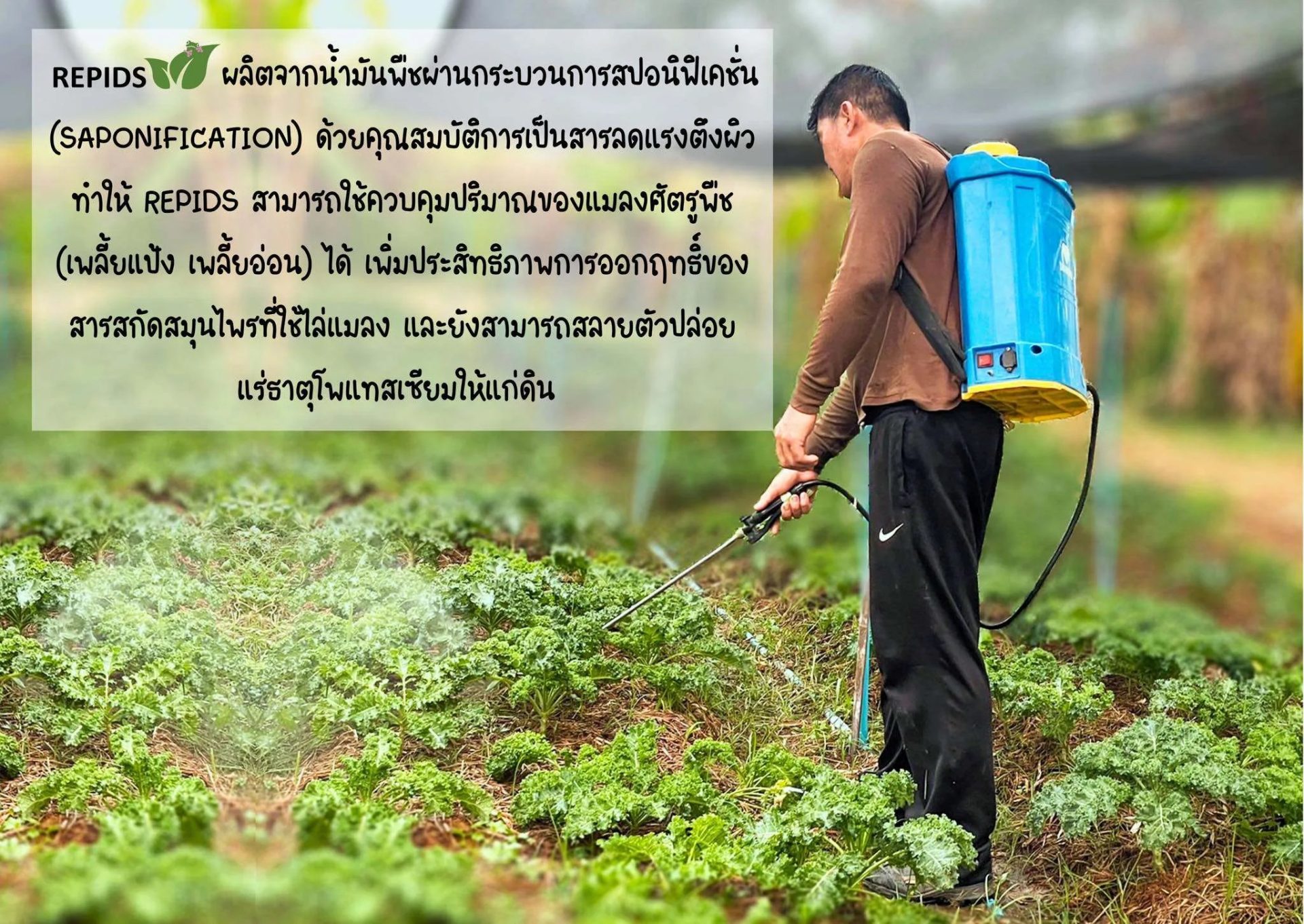 Repids improves the performance of botanical insect repellents and naturally decomposes to release potassium into the soil.