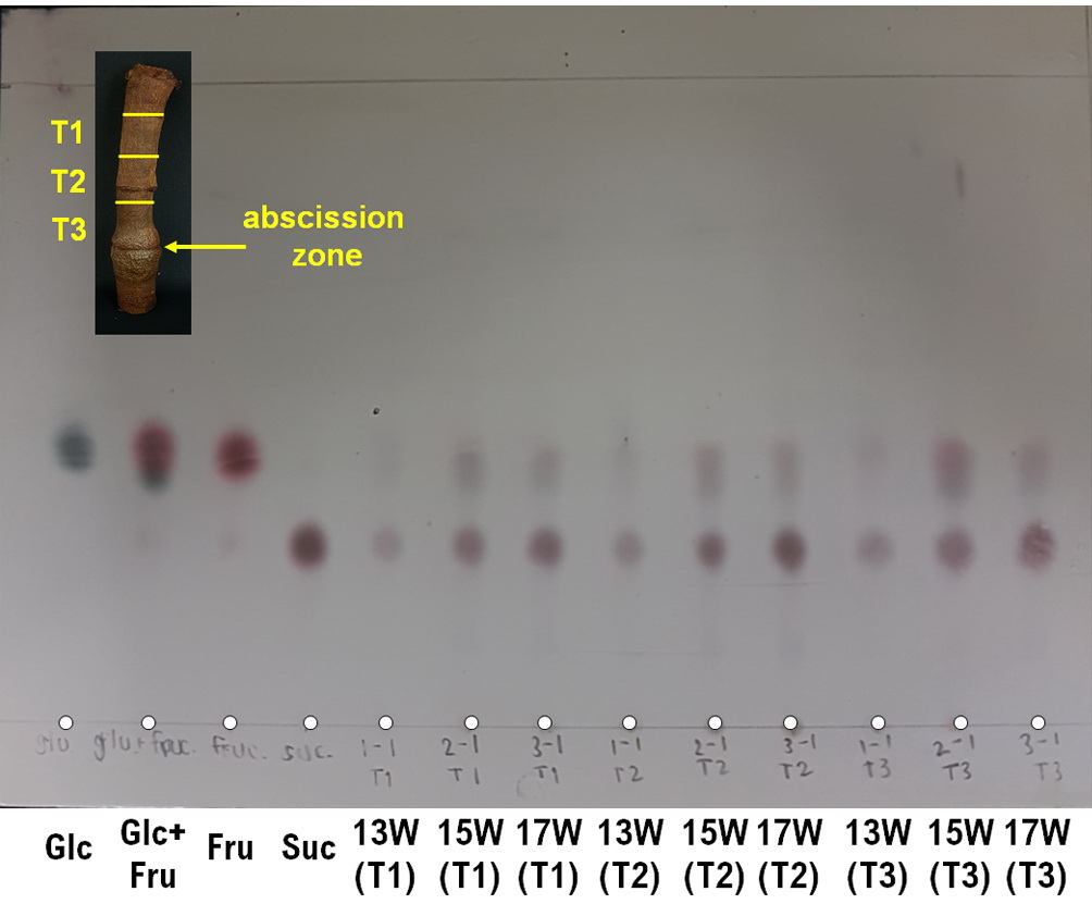 Research on the liquid in durian stem, abscission zone