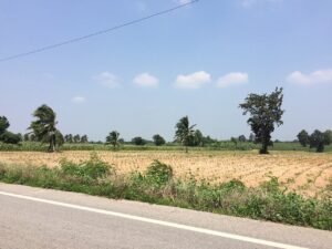Road throught fields in Kritsana, Sikhio District, Nakhon Ratchasima (Korat)
