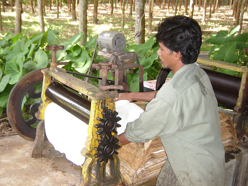 Processing rubber in Thailand