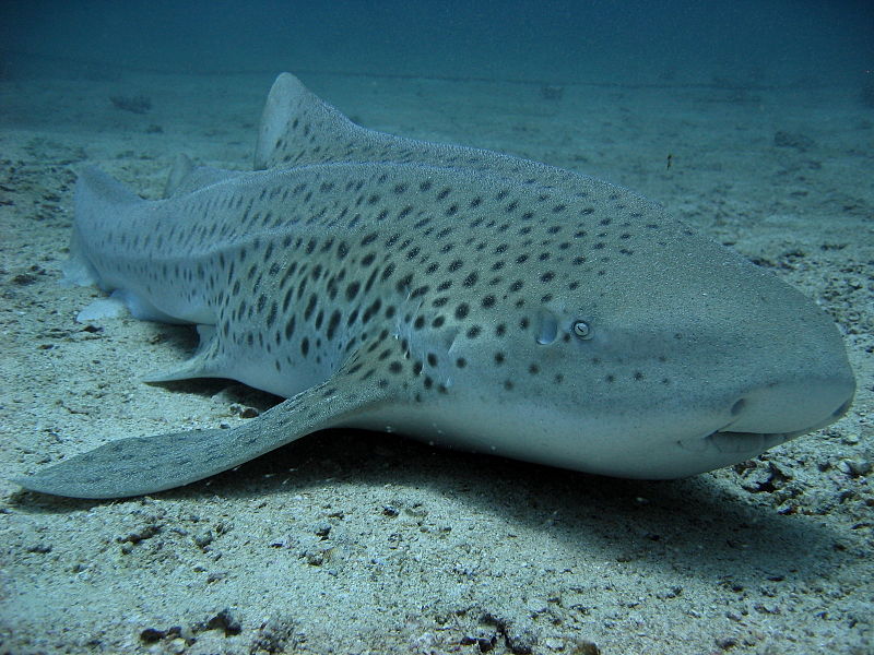 Zebra shark