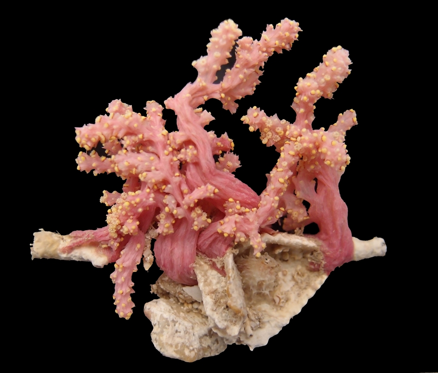 Sirindhornae Coral