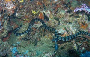 Banded Sea Snake