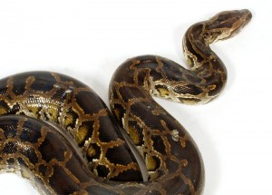 Python molure snake
