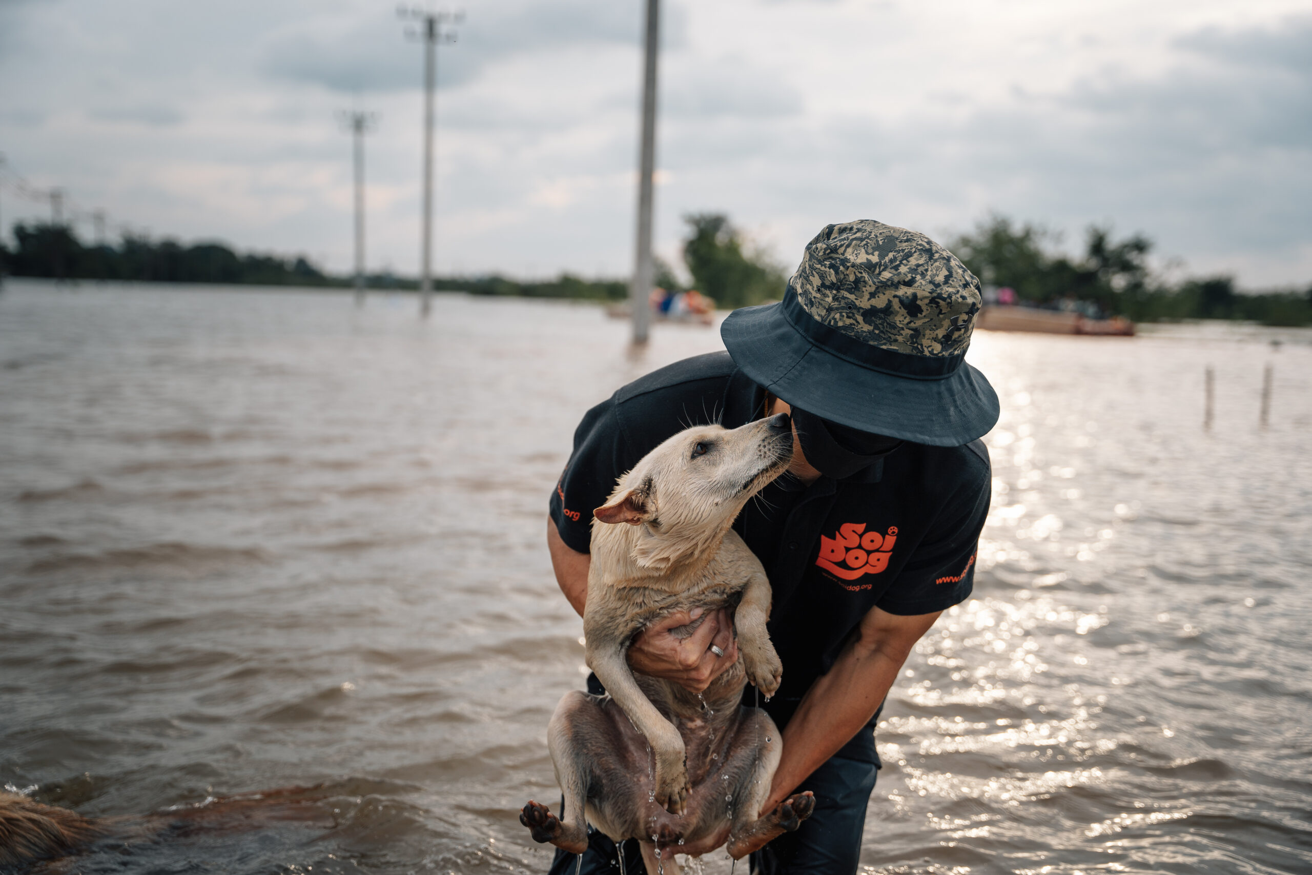 Soi Dog assists in the distribution of food and the rescue of some animals.