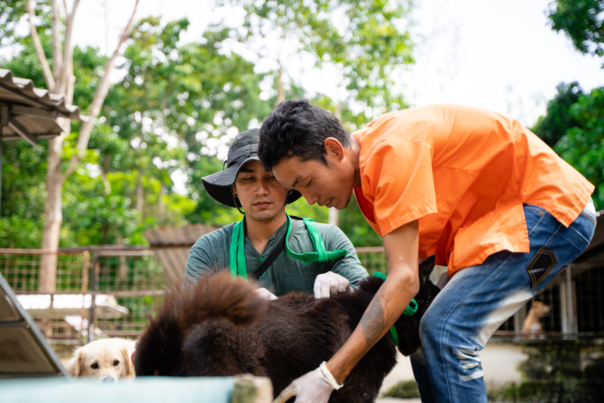 Soi Dog veterinarian team catches, vaccinates, and treats dogs for ticks, fleas, and parasites.