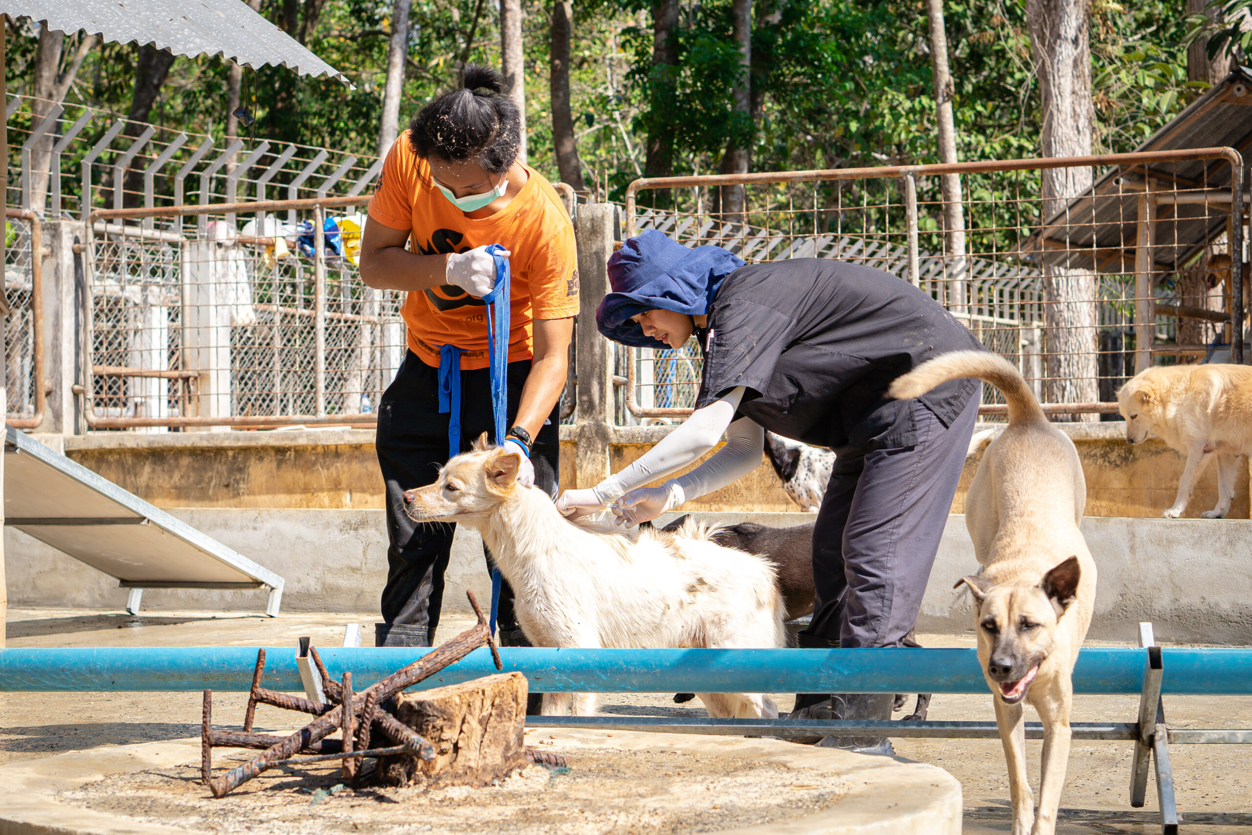 Soi Dog vet vaccinates a dog with a combo vaccine as well as rabies vaccine