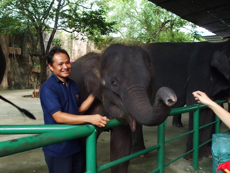 Caretaker and elephant at Sriracha Tiger Zoo in Chonburi