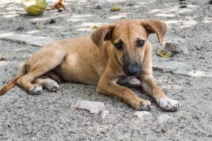 stray dog in Thailand