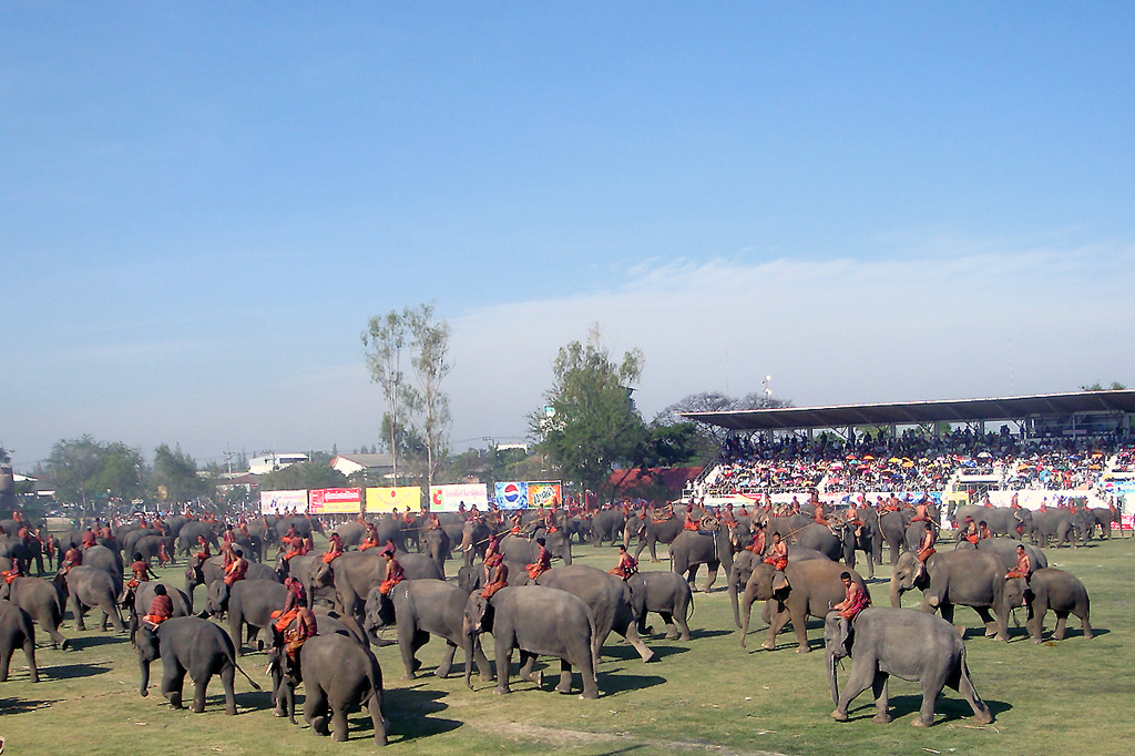 Surin Elephant Round-up 2009