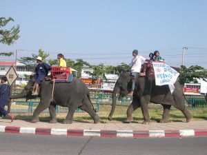 Elephants in Surin, Thailand