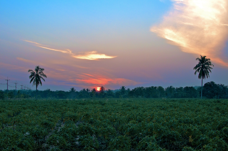 Sunrise over a Cassava field farm in Eastern Thailand.