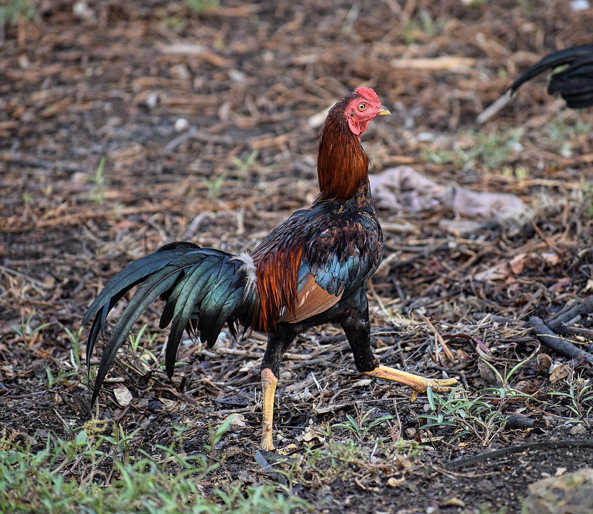 A red Thai Game chicken, a breed of hard feather fighting chicken, in Tak Province, Thailand
