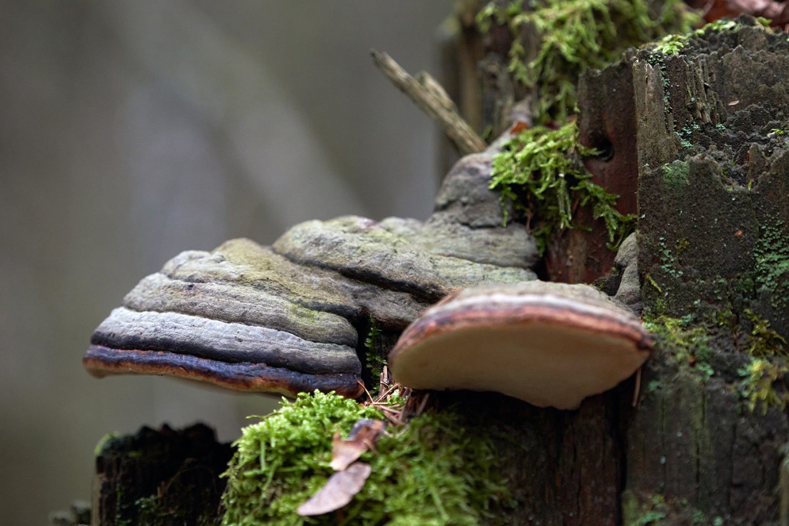 Thai Phellinus Mushroom (Phellinus linteus