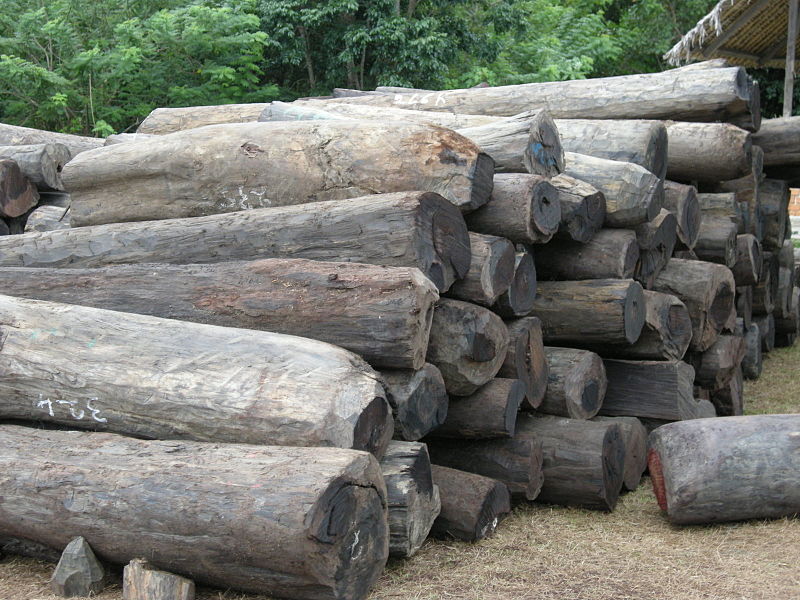 Illegal rosewood logs